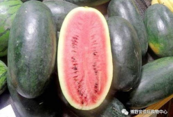 黑瓜吃料网每日爆料fun,fun每日精彩内容大盘点